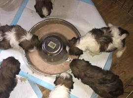 Our five shih tzu pups