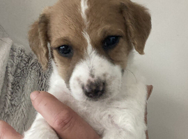 @@HANDSOME BOY JACKAPOO 8 WEEKS@@