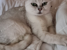 Beautiful British shorthair
