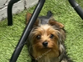 8 Month Old Male Yorkie - House Trained & Friendly