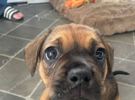 French Bulldog x mini Dashound puppies