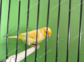 canaries