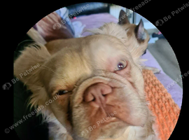 Long hair french bulldog