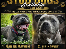 Staffordshire bull terrier Valgo champion bloodlines kc registered health tested stud dogs