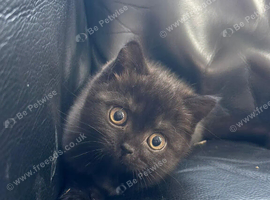 Female British shorthair kitten