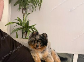 Merle tri Pomeranian