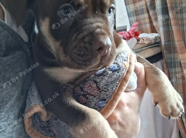 Beautiful English Bulldog X Cane Corso puppies
