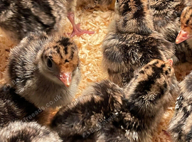NORFOLK BRONZE /BLACK/WHITE DOUBLE BREASTED TURKEYS FOR SALE