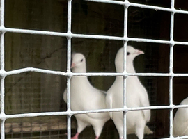 Doves