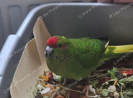 Loving Home Needed for a Kakariki