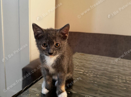 2 kittens looking for new home