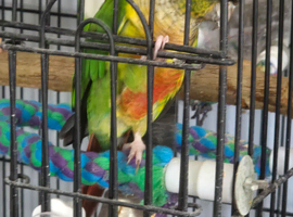 Pine apple conure