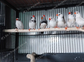 Zebra finches