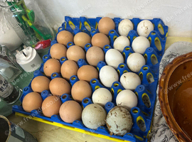 Mixed bantam hatching eggs