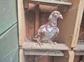 Choc pied cock