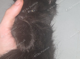 Maine coon cross kitten
