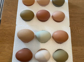 12x Hatching Eggs Mixed Hybrid Coloured Rainbow Chicken
