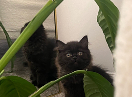 Persian Ragdoll x maincooncross
