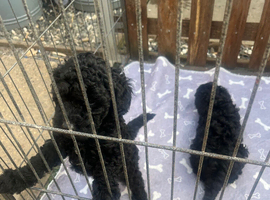 Toy poodle puppies
