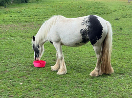 Cob mare