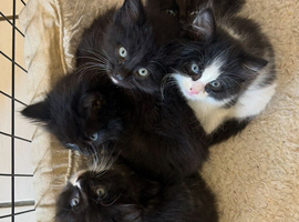 Adorable kittens for sale