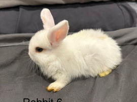 5 baby mini lop rabbits