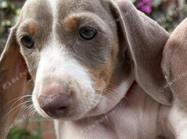 Miniature Dachshund puppy Girl