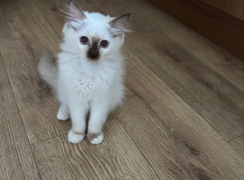 Ragdoll kitten