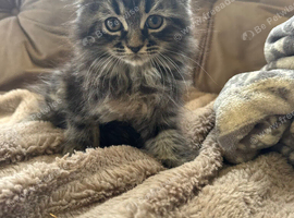 Persian x Maine coon kittens