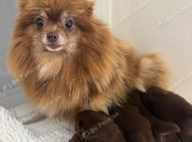 Panamanian pup