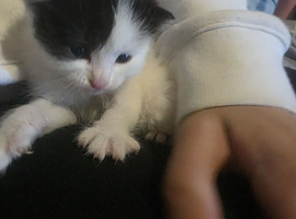 5 kittens for sale