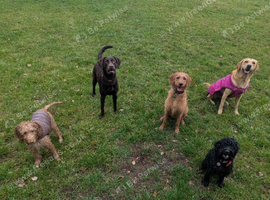 Murphy's mutts based Coventry