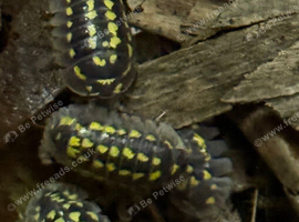 Armadillidium gestroi 'halo' isopods