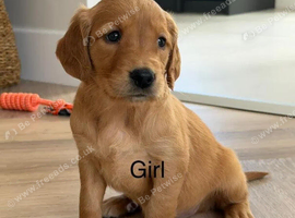 Dark Working retriever puppies