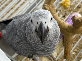 Baby African grey