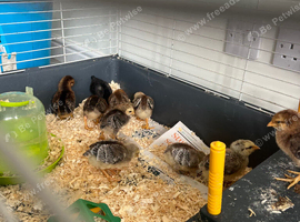 12 gorgeous mixed chicks 1 week old