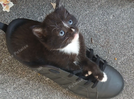 Beautil female kittens