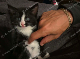 Beautiful friendly young kittens