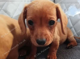 Dachshund puppies