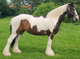 Super quality Irish cob mare