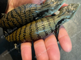 Blue tongue skinks WOW!