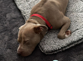 Coco