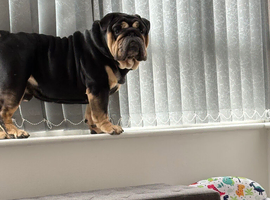 Male English bulldog