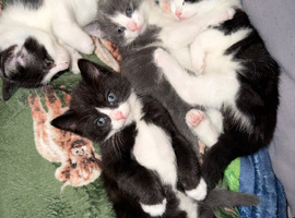 3 loving beautiful kittens ready 15th