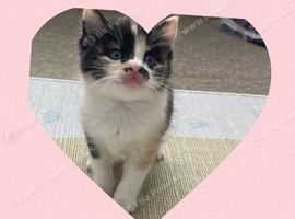 Beautiful Kittens