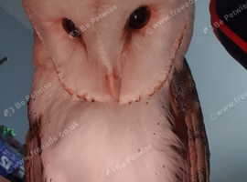 Barn owls