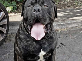 65kg 17 months old Cane Corso