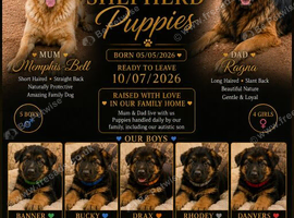 READY NOW &ndash; Stunning Full Pedigree German Shepherd Puppies