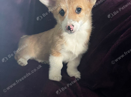 Welsh Pembrokeshire corgi pups