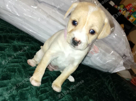 Staffy cross puppies